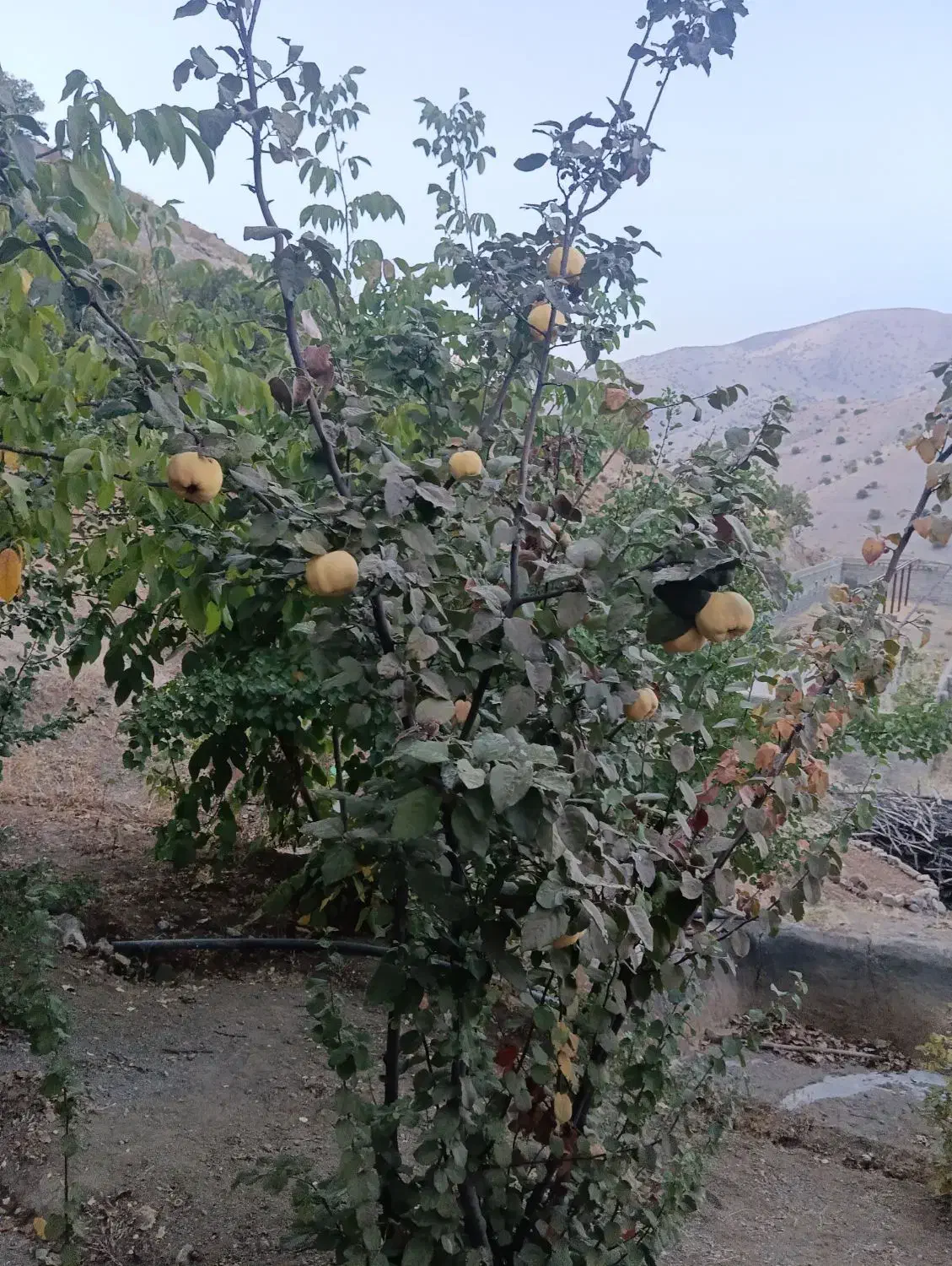 به درجه یک|خوردنی و آشامیدنی|موچش, |دیوار