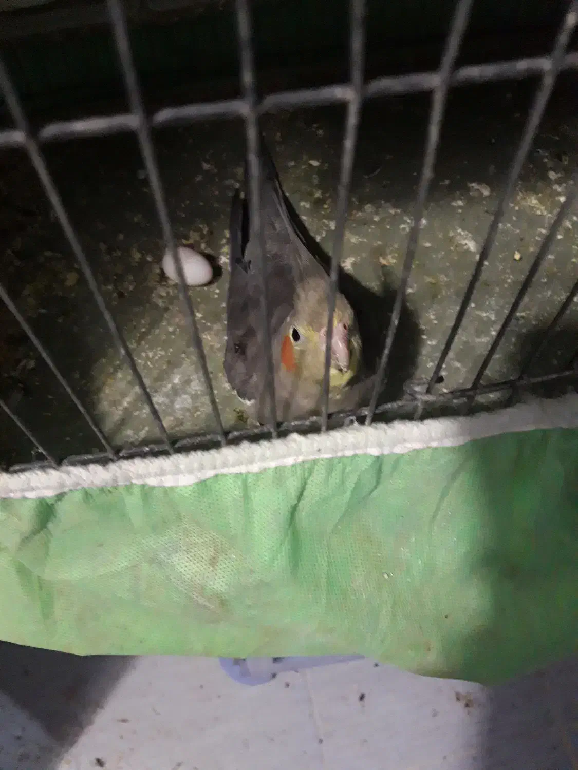 عروس هلندی|پرنده|قم, پردیسان|دیوار