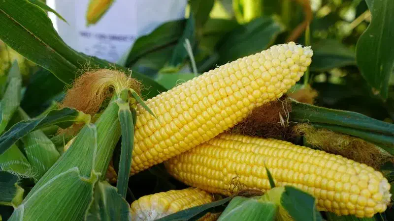 بلال|عمده‌فروشی|آذرشهر, |دیوار