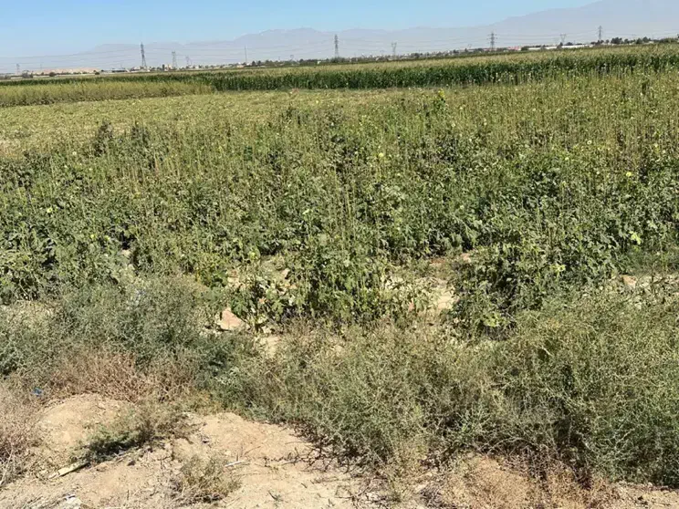 زمین ۱۸۲۲ متری با قابلیت ساخت شهرستانک رباط کریم|فروش زمین و ملک کلنگی|رباط‌کریم, شهرستانک|دیوار