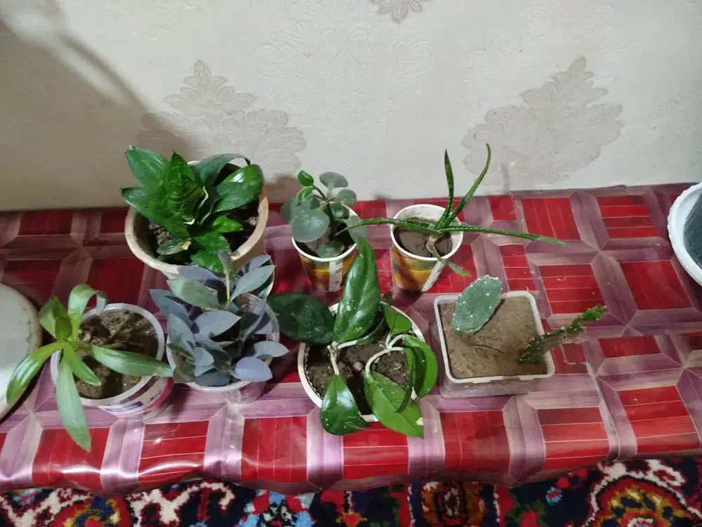 گل اپارتمانی|گل و گیاه طبیعی|تبریز, |دیوار