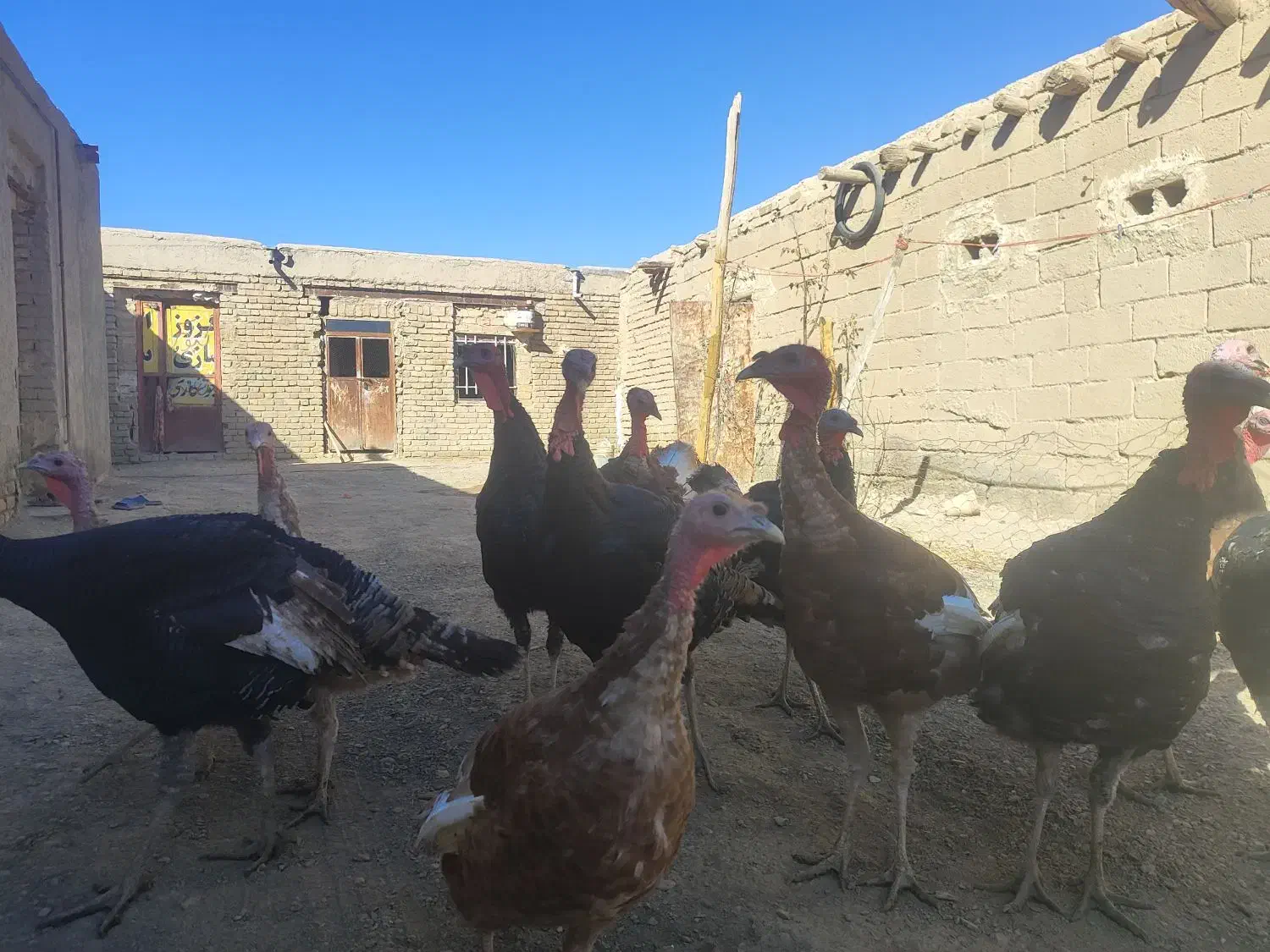 بوقلمو|حیوانات مزرعه|شراء, |دیوار