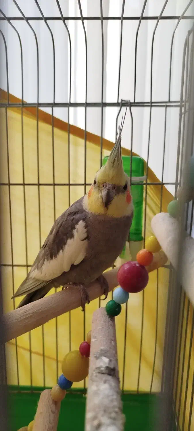 عروس هلندی|پرنده|ری, شهرک نظامی|دیوار