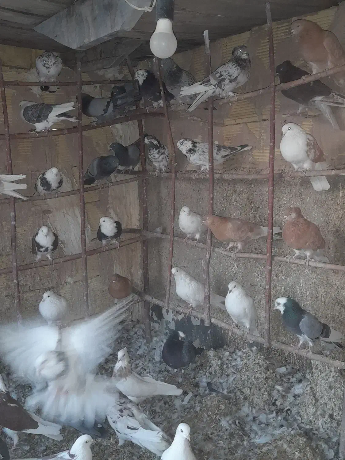 شازده.ابلغ زرد.سبز.سرور.|پرنده|زیباشهر, |دیوار