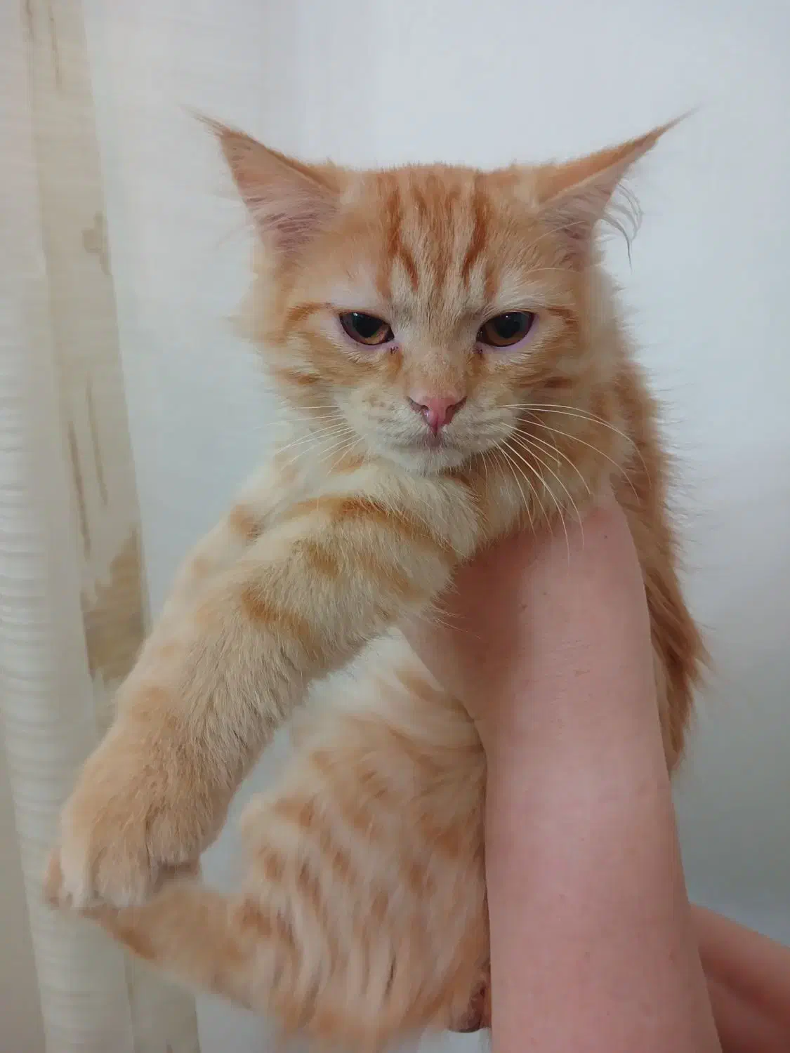 واگذاری|گربه|اردبیل, |دیوار