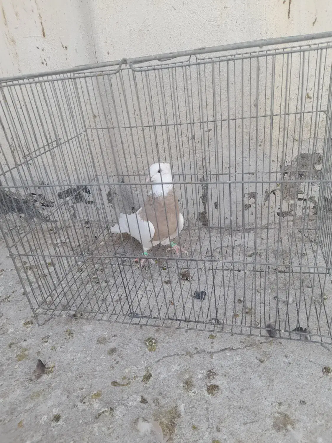 طوقی|پرنده|مبارکه, |دیوار