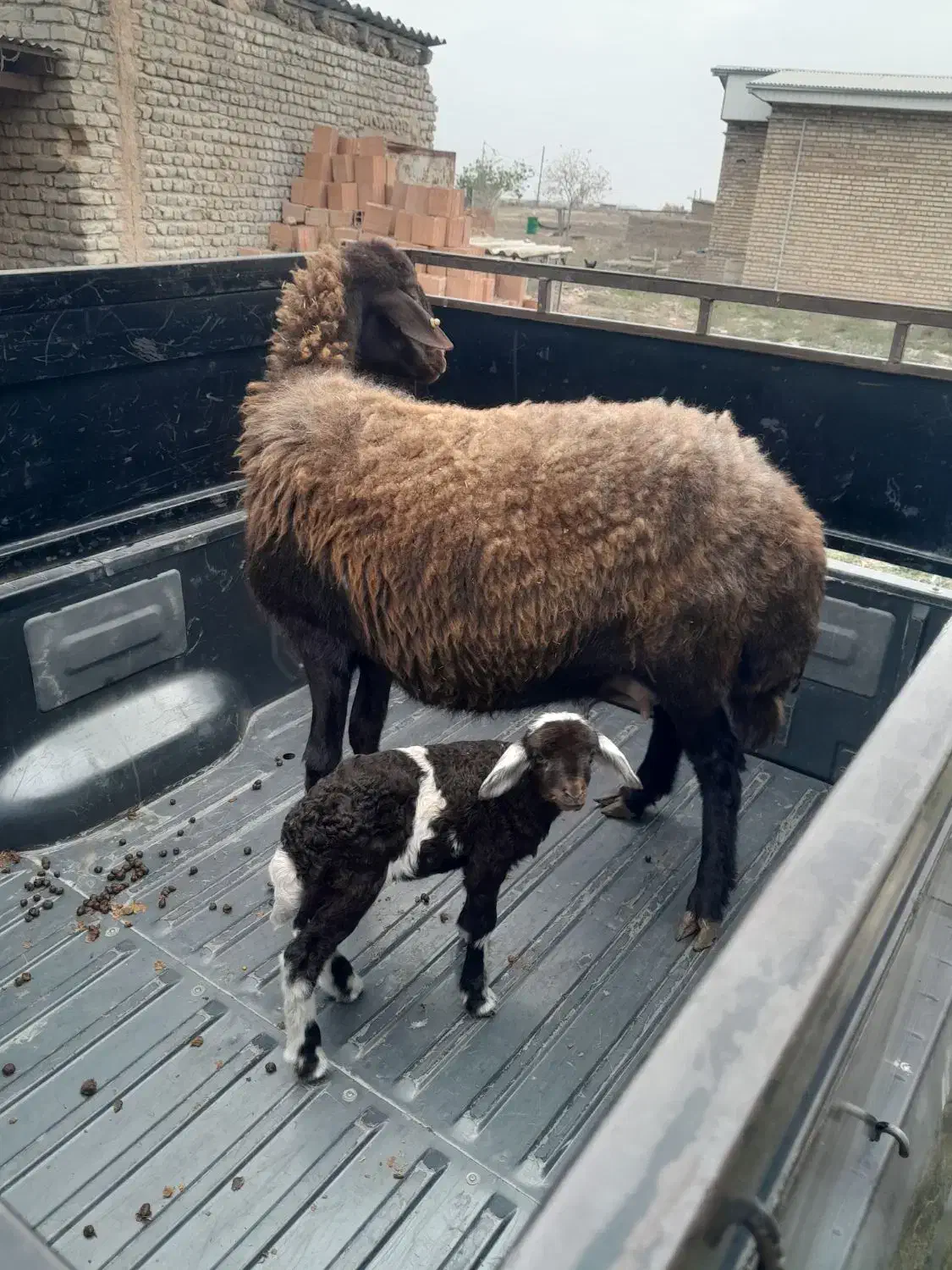 گوسفند بره دار|حیوانات مزرعه|آق قلا, |دیوار