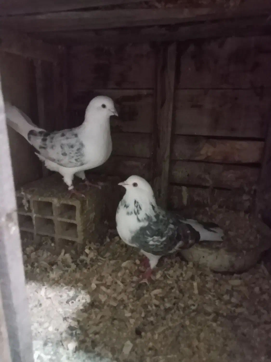 کبوتر|پرنده|لشت نشا, |دیوار