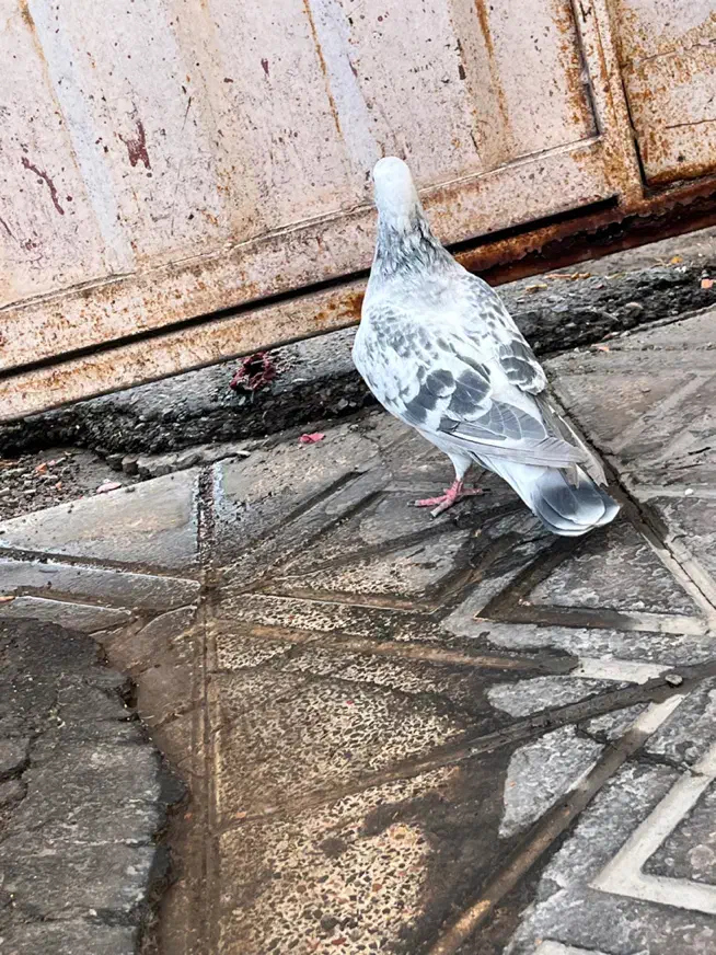 کفتر شامی نذ|پرنده|بم, |دیوار