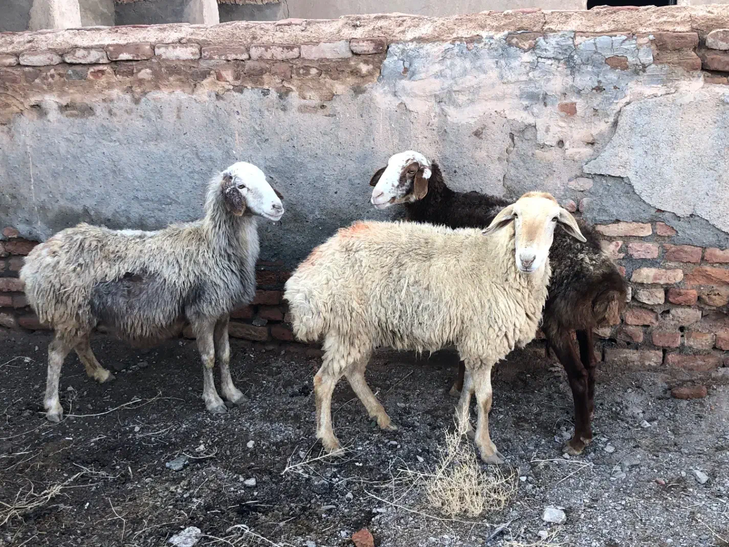 میش|حیوانات مزرعه|گناباد, |دیوار