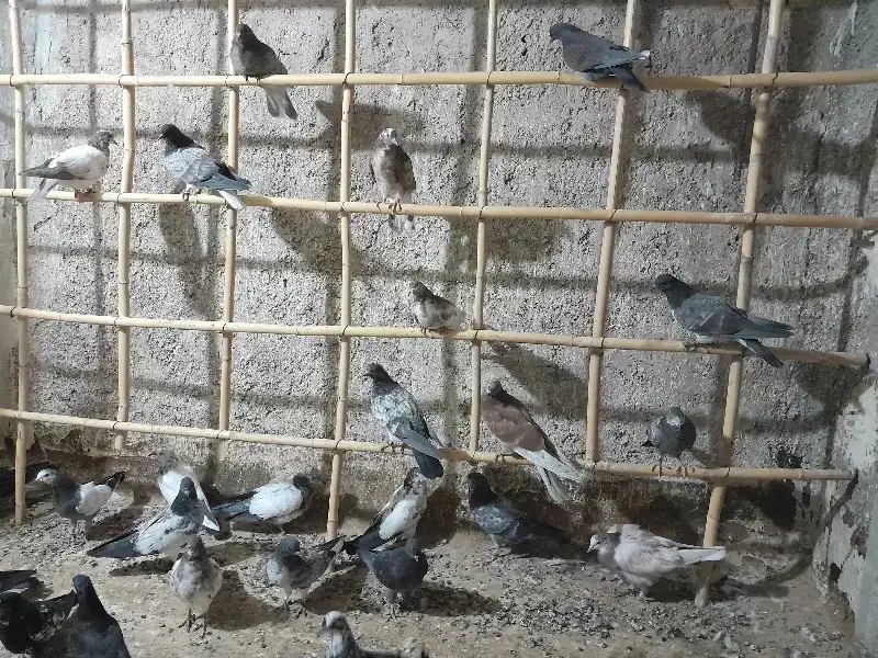 کبوتر درجه یک( جوجه)|پرنده|آران و بیدگل, |دیوار
