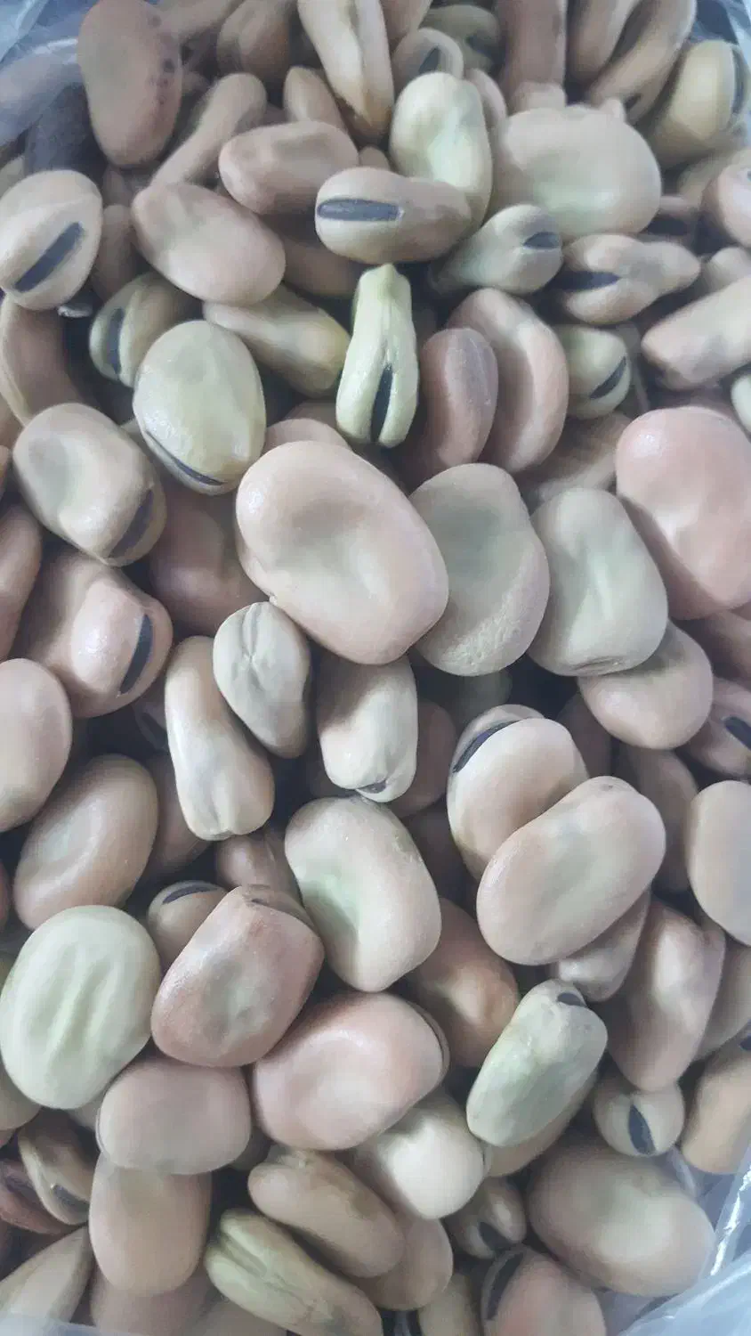 باقالی|عمدهفروشی|کرج, شهرک ظفر|دیوار