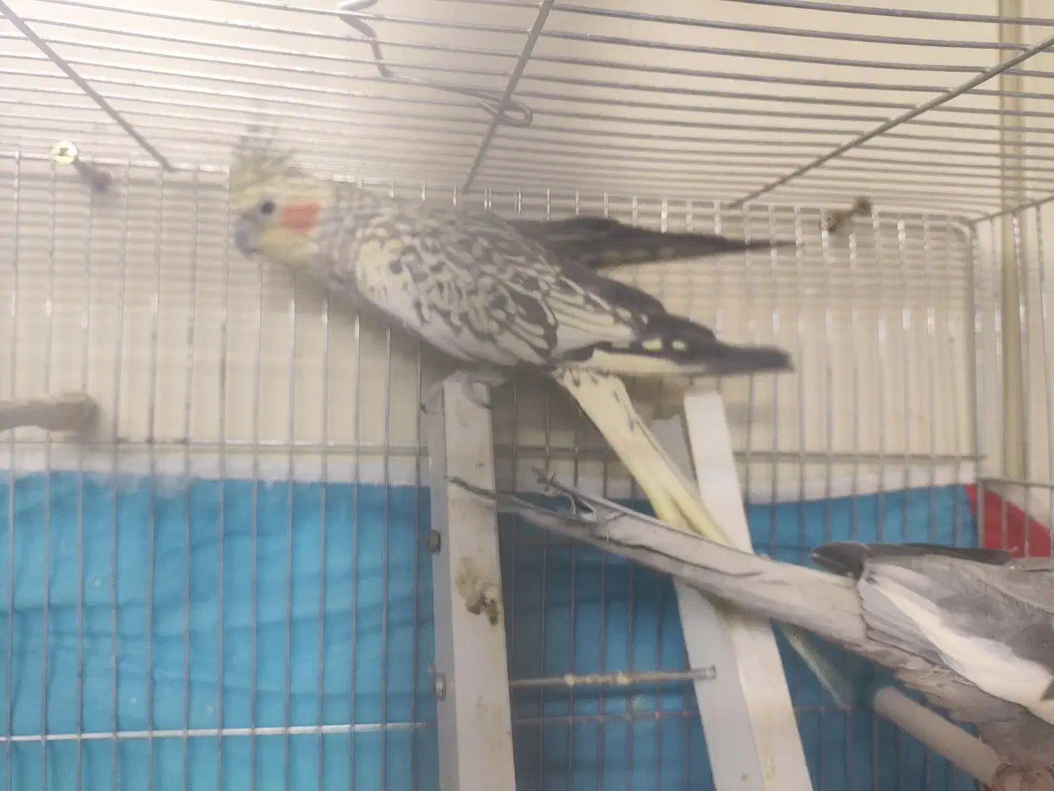 جفت عروس هلندی|پرنده|صوفیان, |دیوار