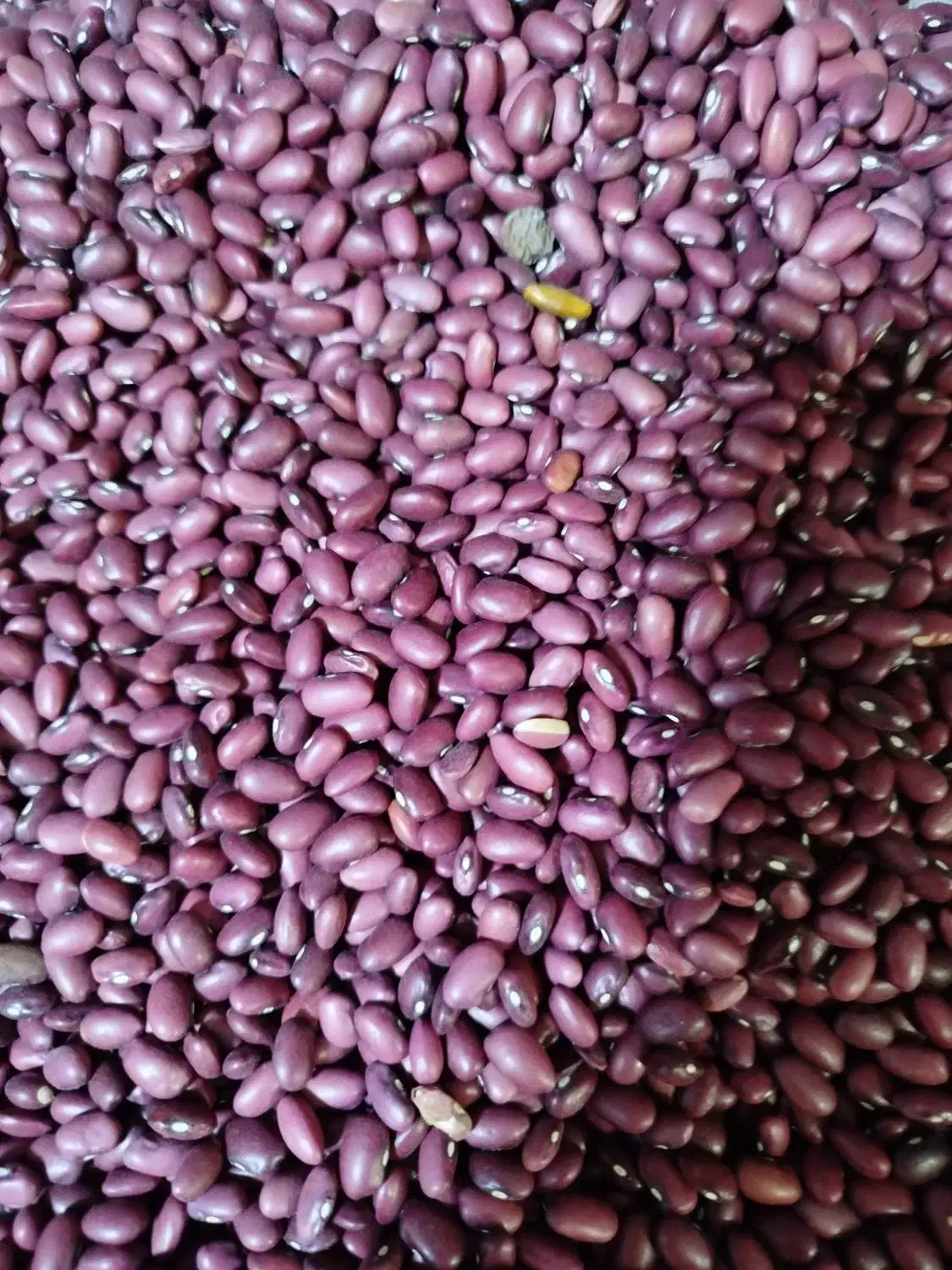 لوبیا|خوردنی و آشامیدنی|جوانرود, |دیوار