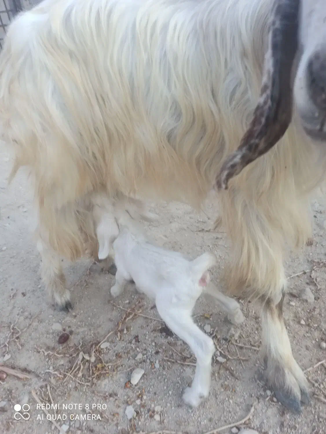 بز دوقلو زا|حیوانات مزرعه|خورموج, |دیوار