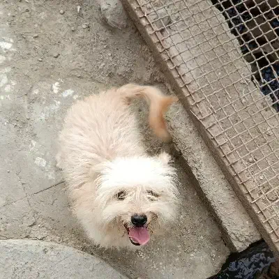 شیتزو|سگ|آبپخش, |دیوار