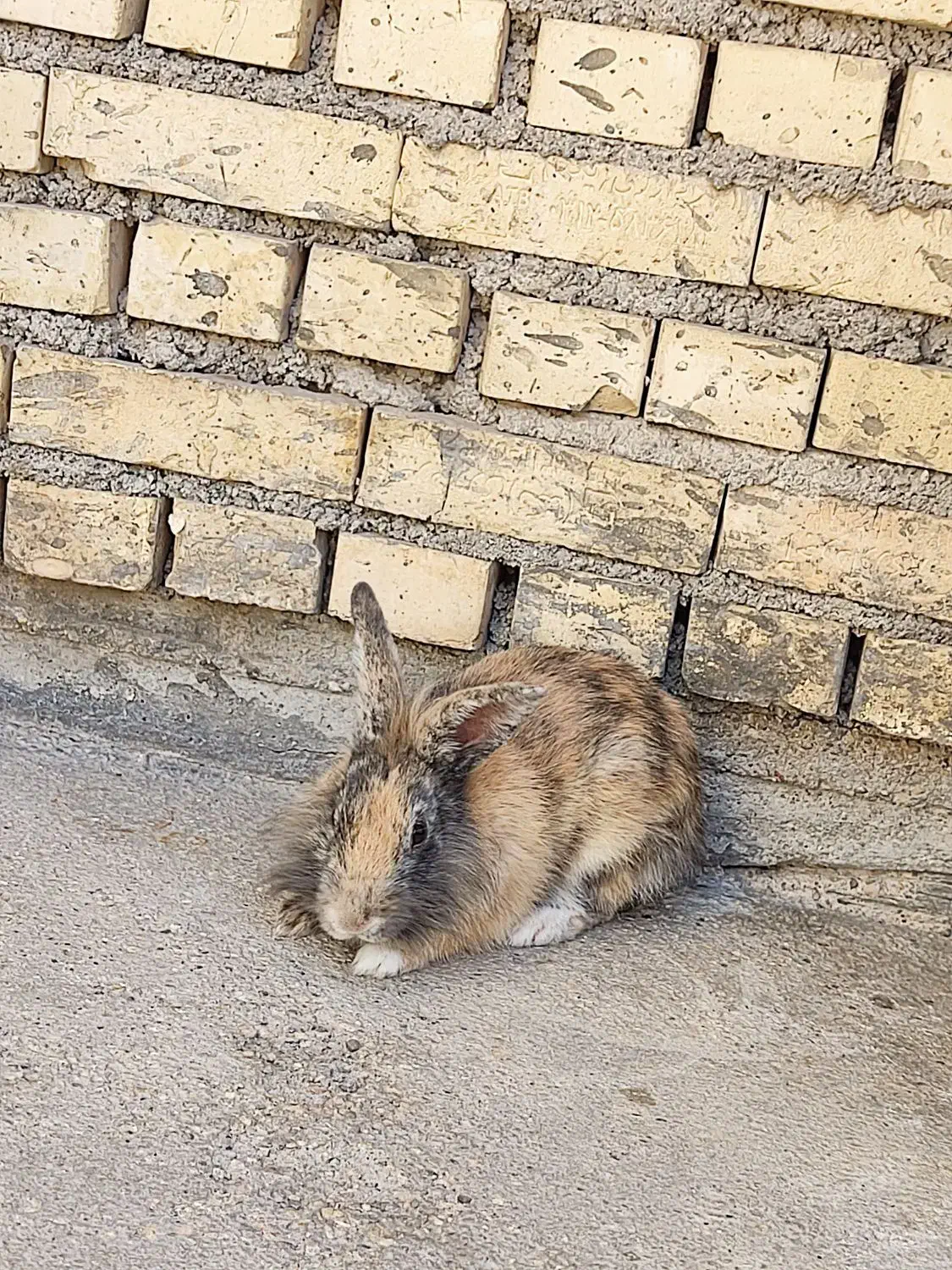 فروش خرگوش|موش و خرگوش|بهبهان, |دیوار