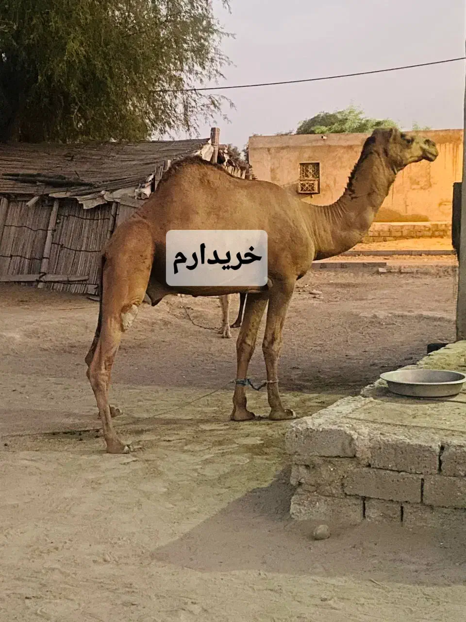 شتر|حیوانات مزرعه|زاهدان, |دیوار