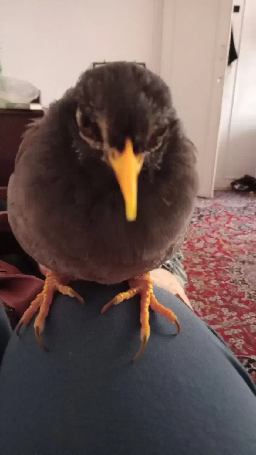 مرغ مینا|پرنده|کرمانشاه, |دیوار