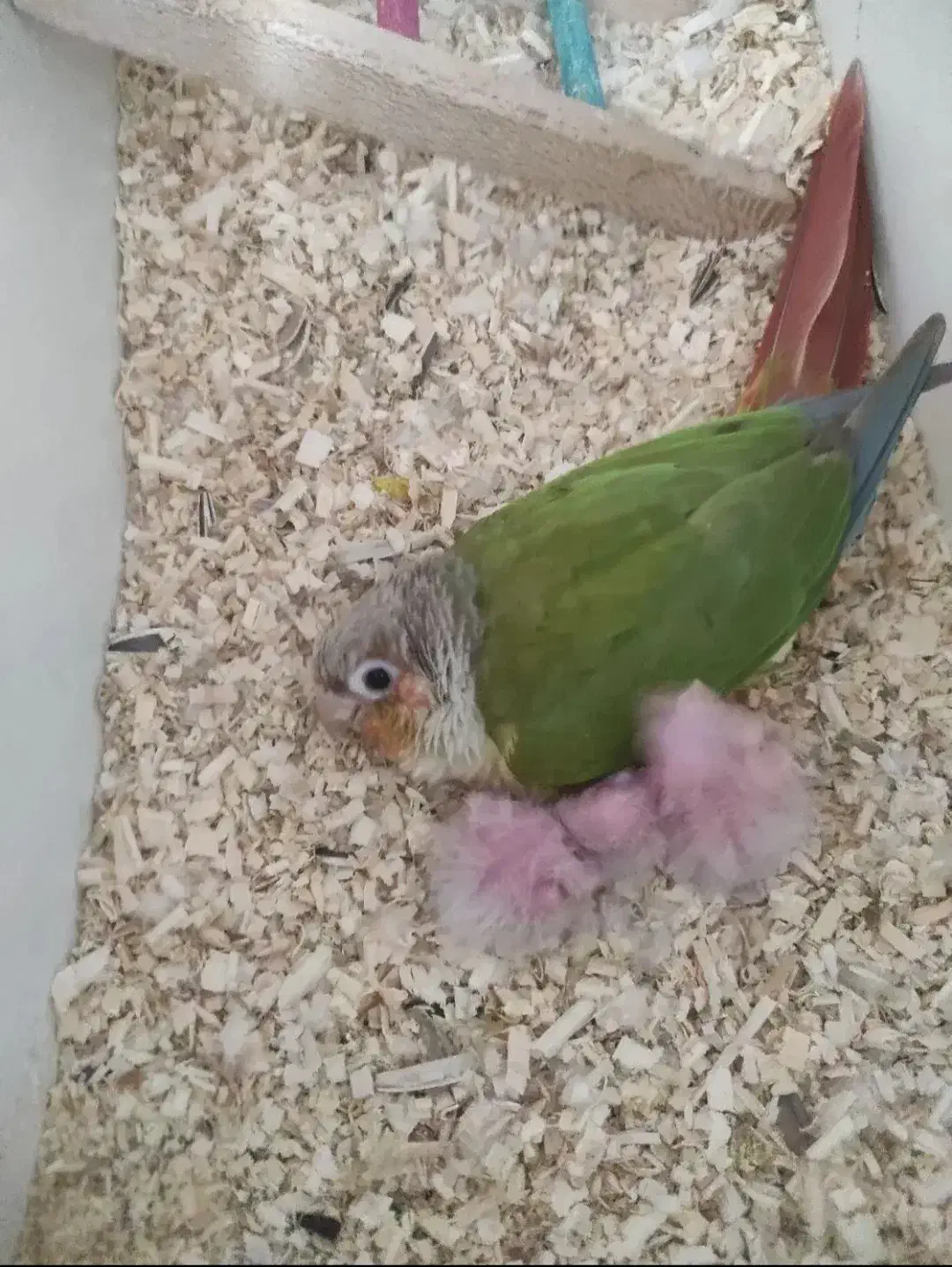 گرینچیک یلوساید مولدواقعی|پرنده|قائمشهر, |دیوار