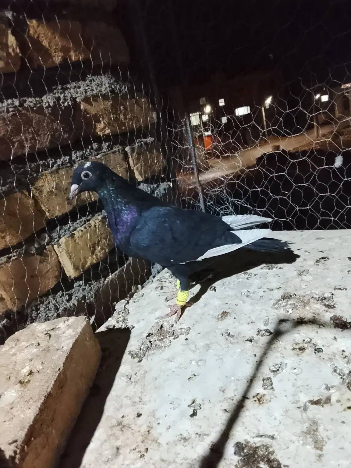 مینا سیاه خوشکل دستا۶به۶|پرنده|بیرجند, |دیوار