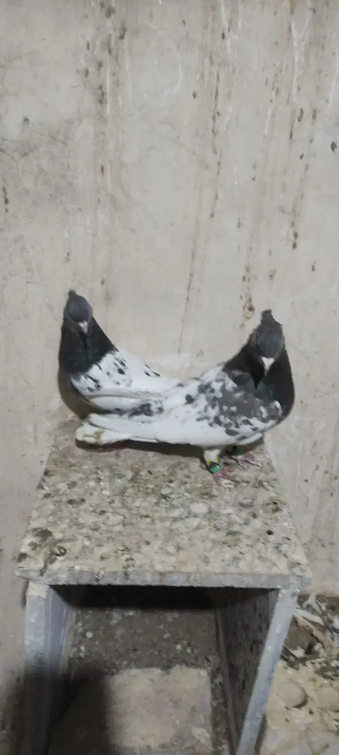 کله مشکی|پرنده|مشهد, رضاییه|دیوار