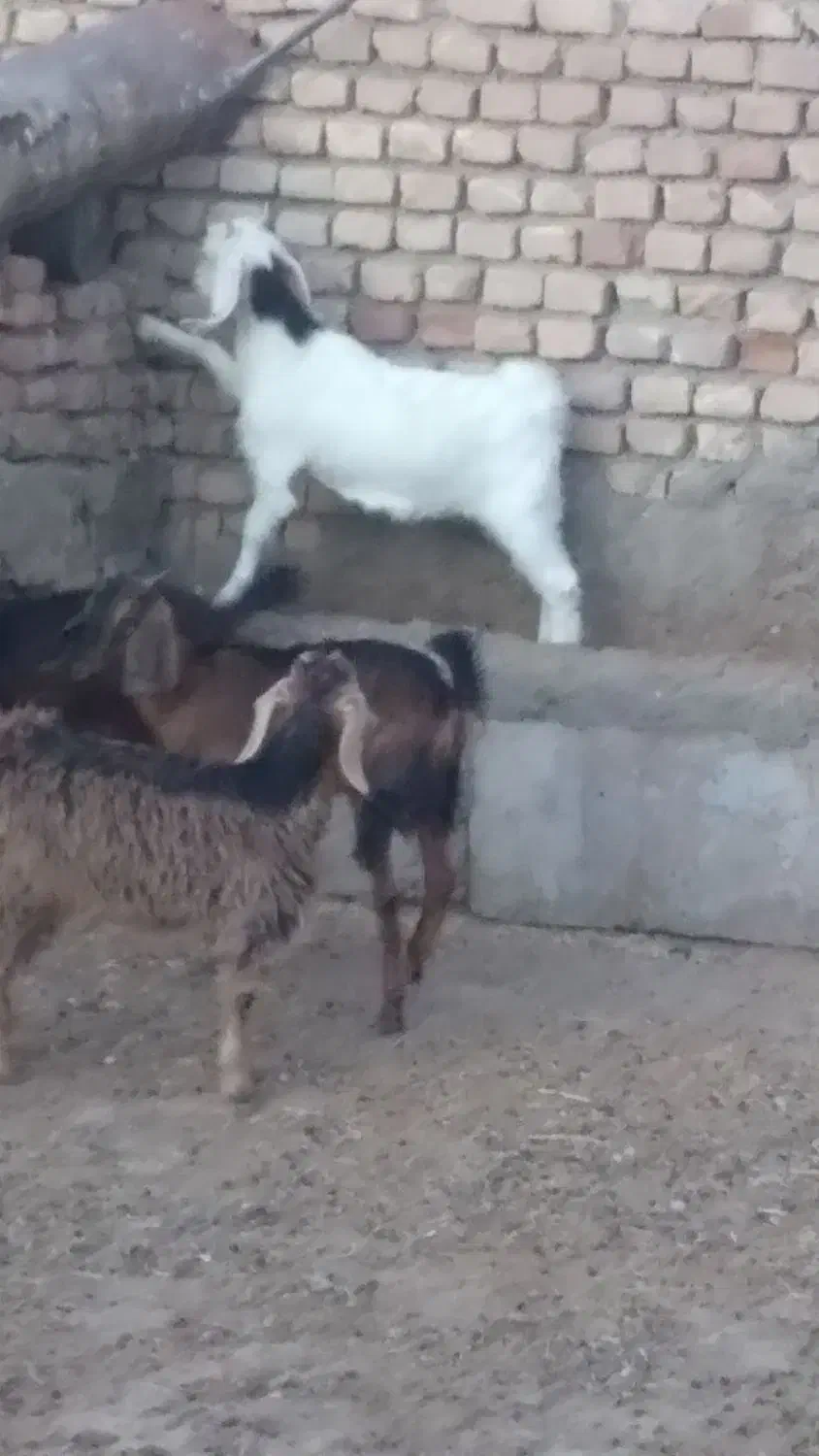 بزغاله ۴راس|حیوانات مزرعه|سبزوار, قصبه شرقی|دیوار