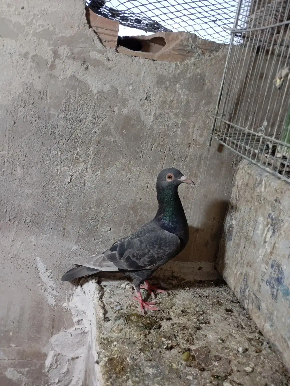 ماده نامور|پرنده|همدان, |دیوار