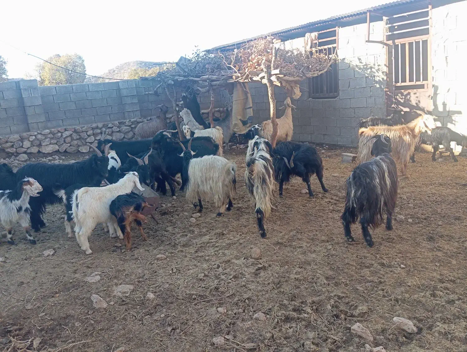 بز داشتی|حیوانات مزرعه|کازرون, |دیوار