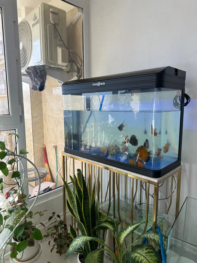 اکواریوم وارداتی به همراه پمپ تصفیه|ماهی|شیراز, معالیآباد|دیوار