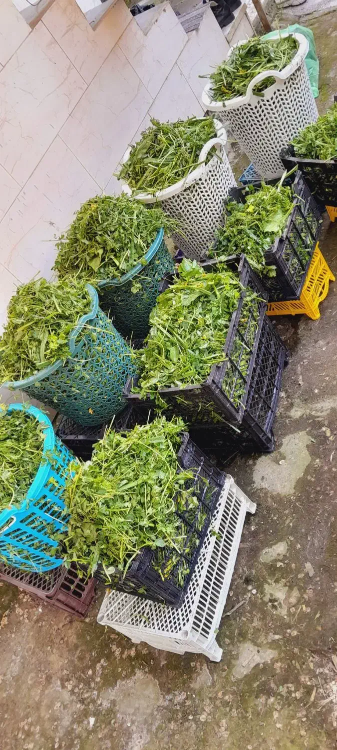 کار در کارگاه سبزیجات آماده طبخ|استخدام خدمات فروشگاه و رستوران|لاهیجان, یوسف آباد|دیوار