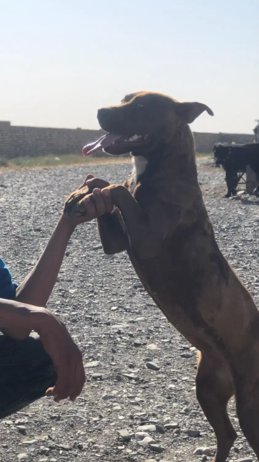 سگ پیت پول|سگ|نیشابور, گنبد سبز|دیوار