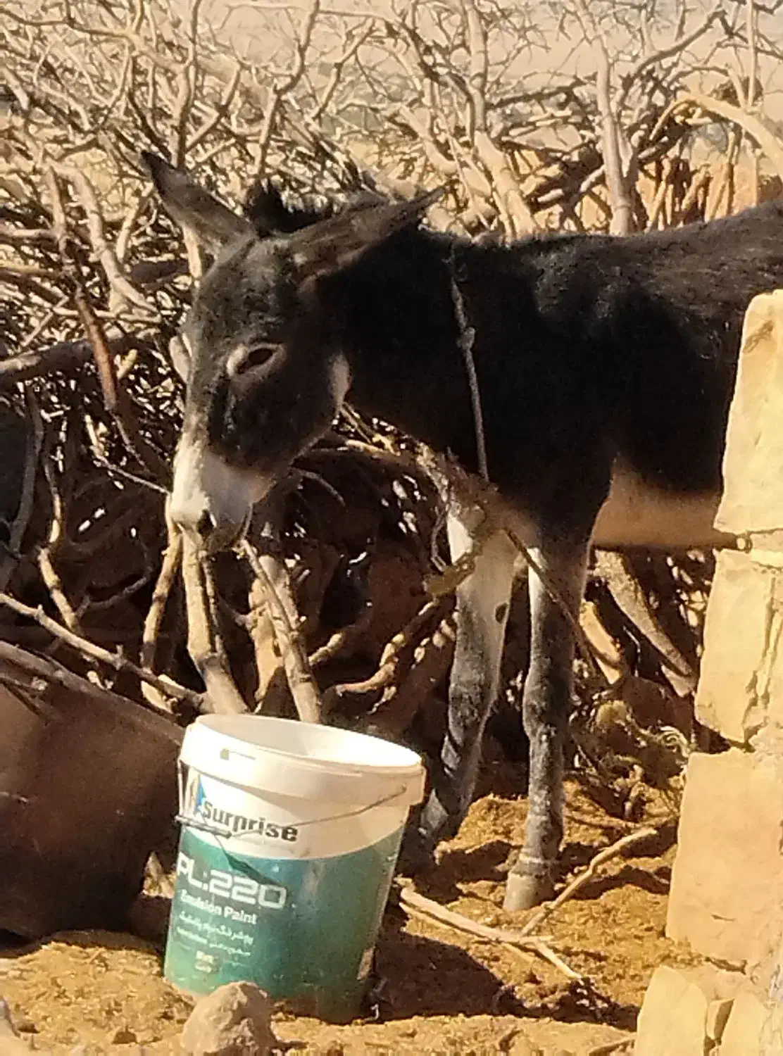 الاغ جوان و ۳ تا بزغاله|حیوانات مزرعه|کوهدشت, |دیوار