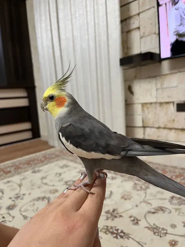 عروس هلندی|پرنده|اردبیل, |دیوار