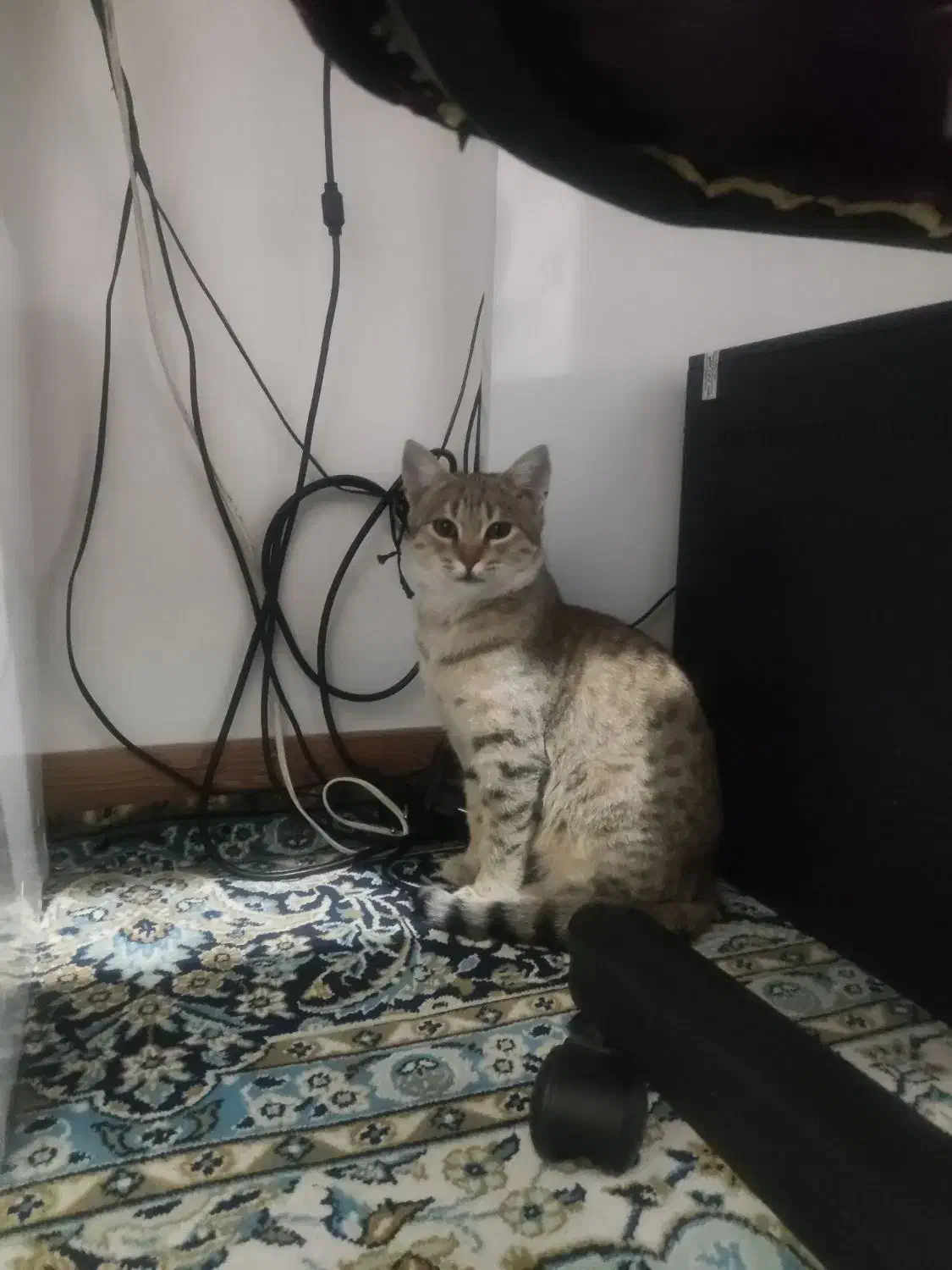 واگذاری گربه خانگی|گربه|تاکستان, |دیوار