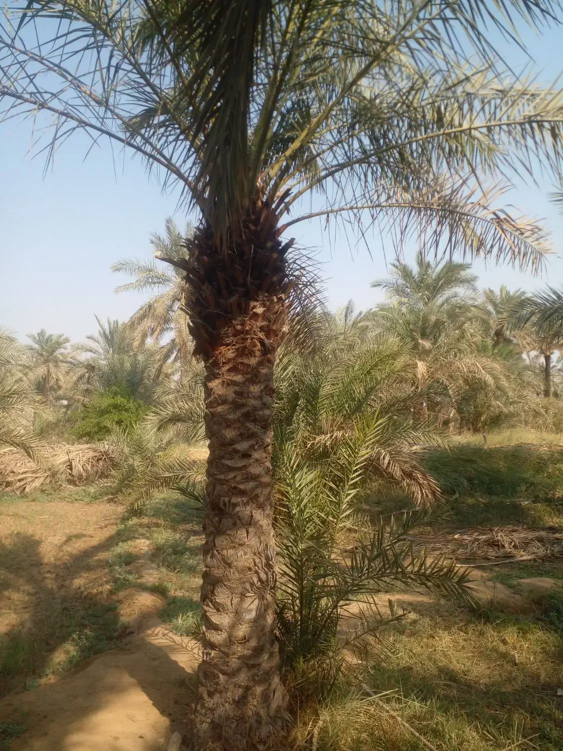 نخل|گل و گیاه طبیعی|شادگان, |دیوار