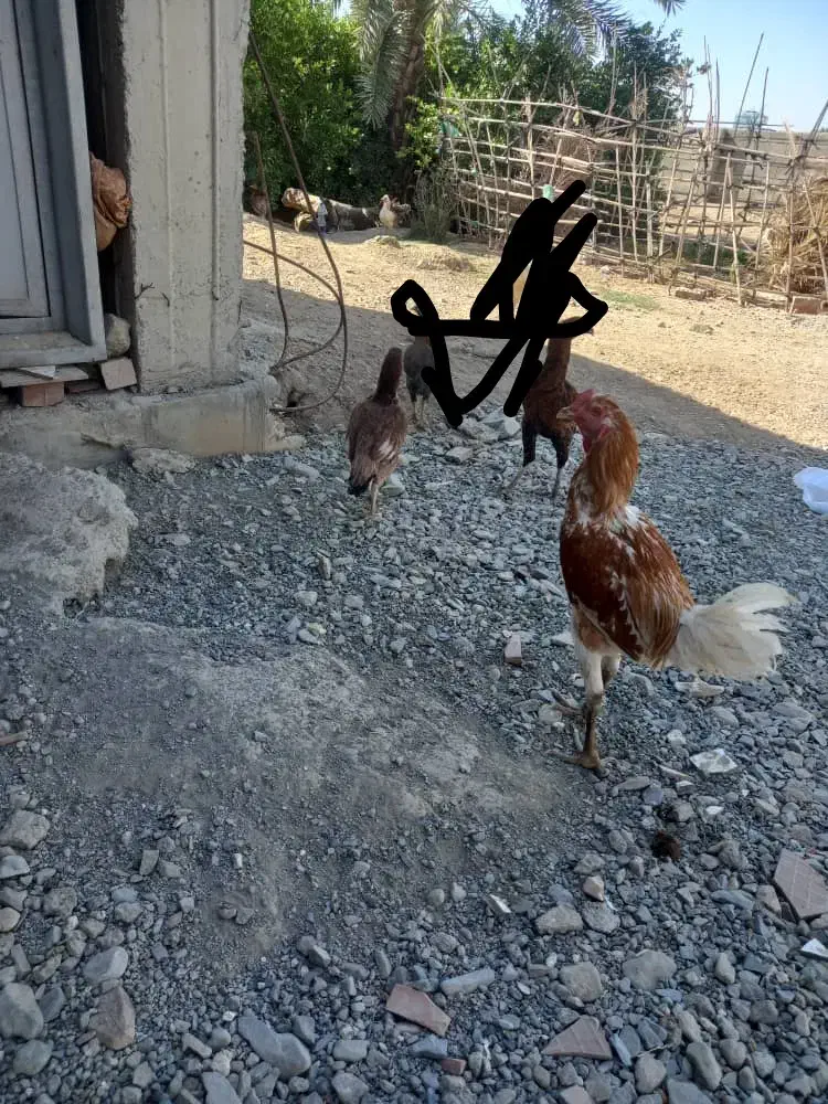 ۱ خروس ۲ عدد مرغ چابهار ی|حیوانات مزرعه|کهنوج, |دیوار
