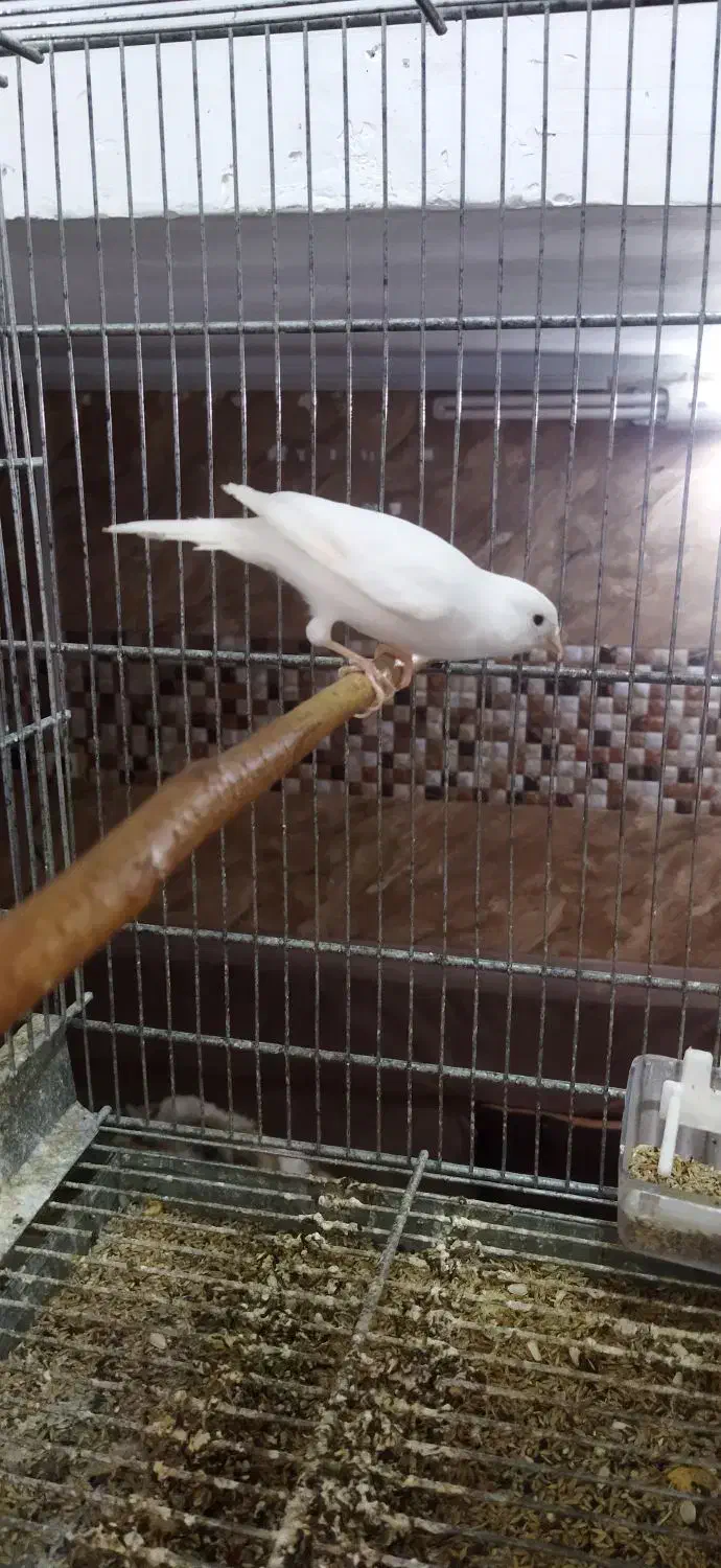 عروس هلندی سخنگو مولد با جوجه قناری نر بخون|پرنده|تهران, جوادیه|دیوار