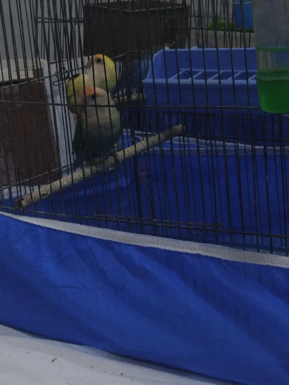 فروش پرنده|پرنده|خمینی‌شهر, |دیوار