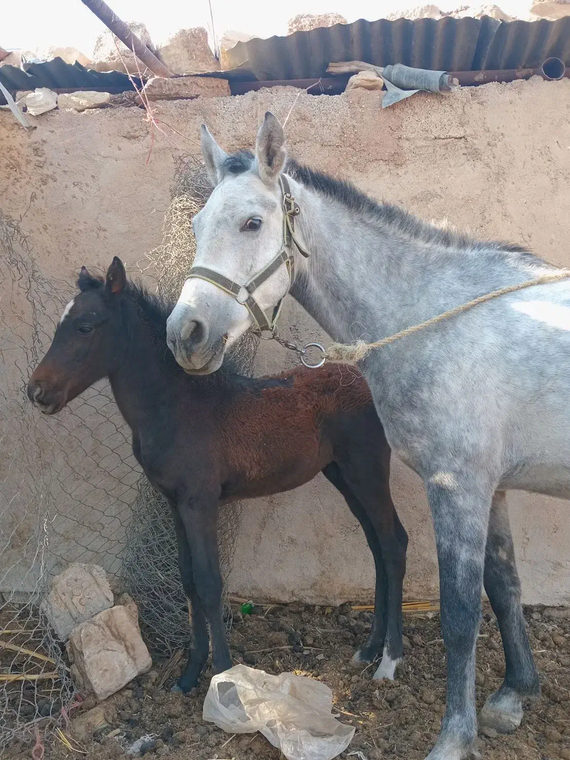 کره و مادیون|اسب و تجهیزات اسب‌سواری|شوشتر, |دیوار