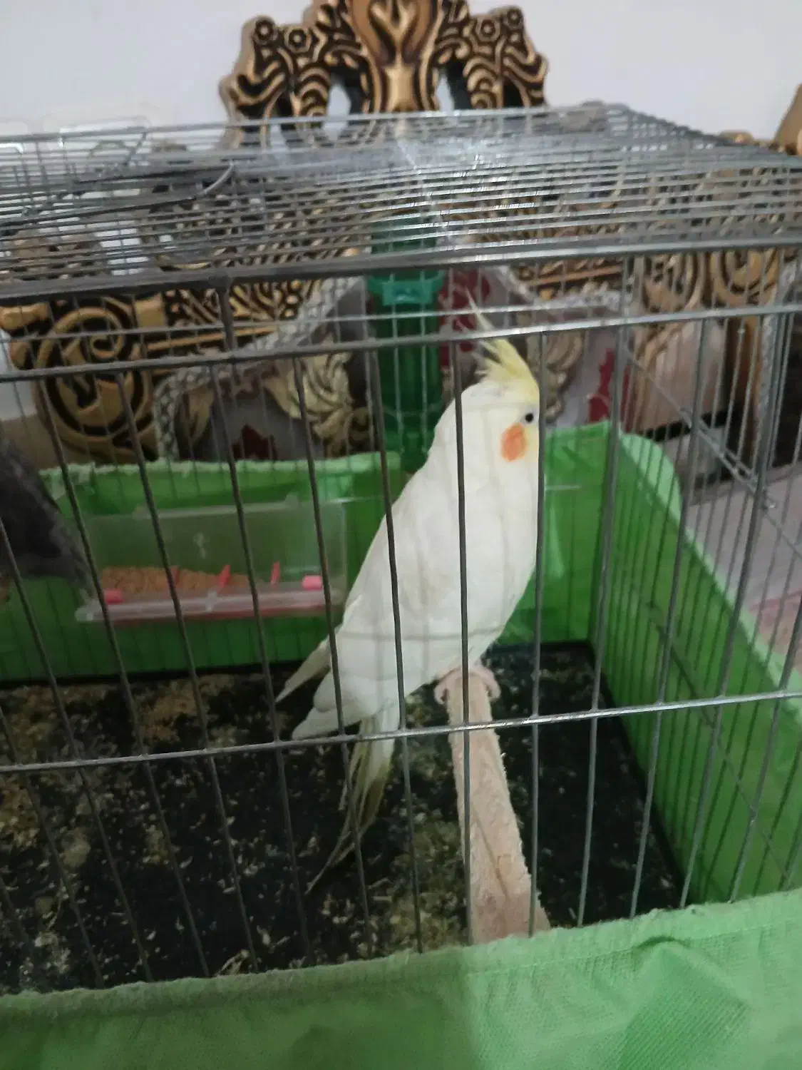 عروس هلندی مولد|پرنده|اندیمشک, |دیوار