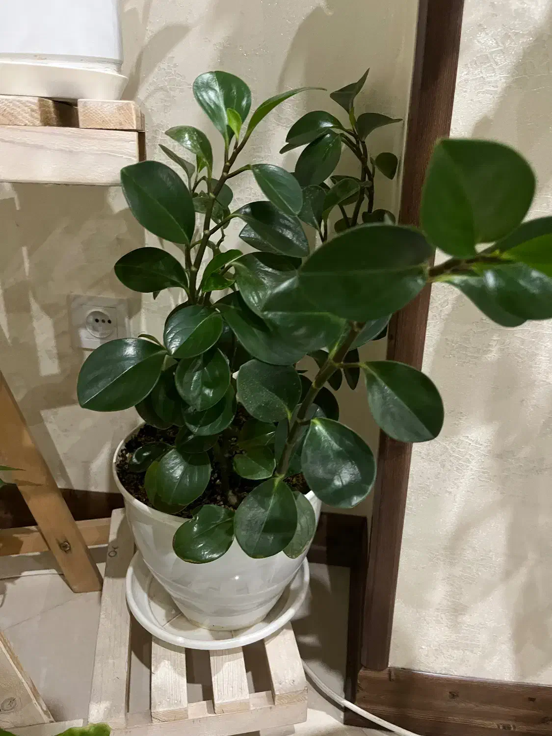 گل و گلدان|گل و گیاه طبیعی|تهران, هوانیروز|دیوار