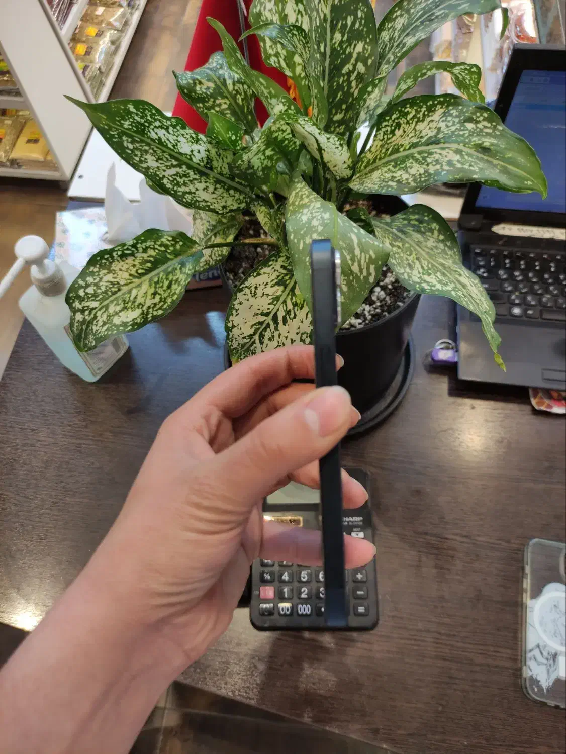 iphone13 normal|موبایل|مشهد, بهشت|دیوار