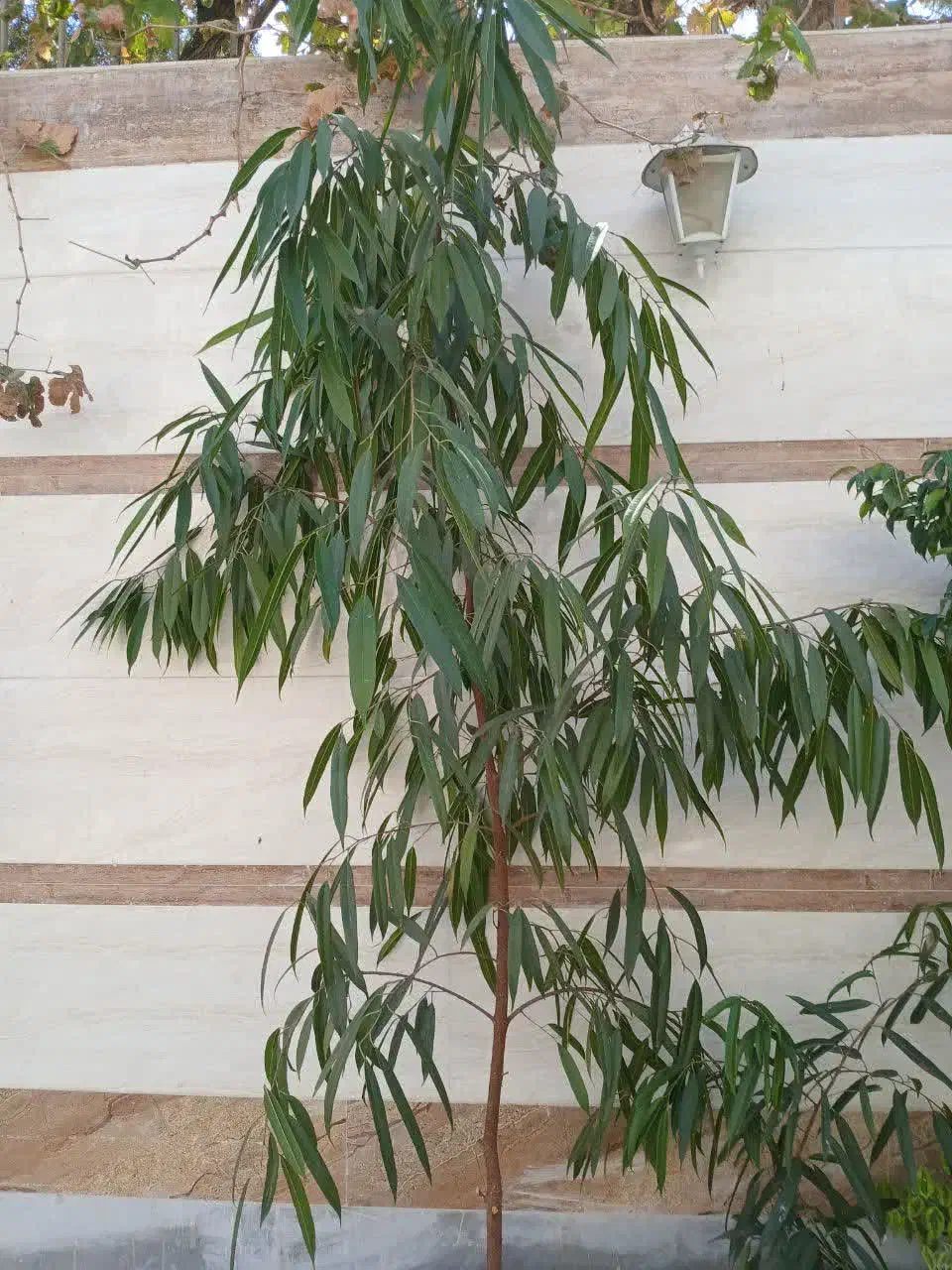 گل طبیعی|گل و گیاه طبیعی|اصفهان, ارغوانیه|دیوار