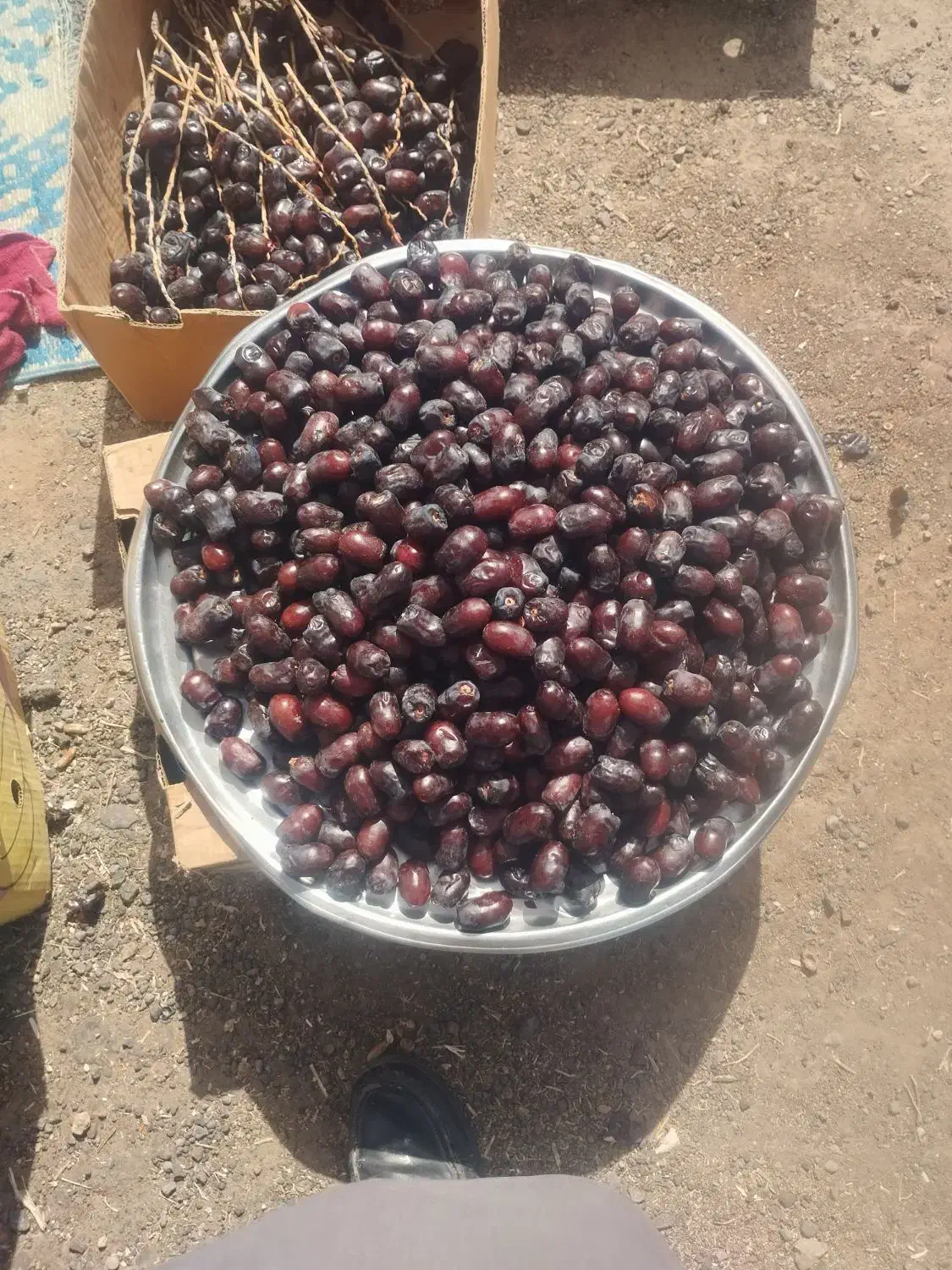 خرمای تازه|حراج|بوژگان, |دیوار