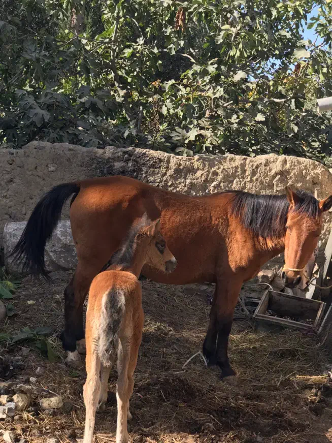 اسب مادیون|اسب و تجهیزات اسبسواری|زنجان, |دیوار