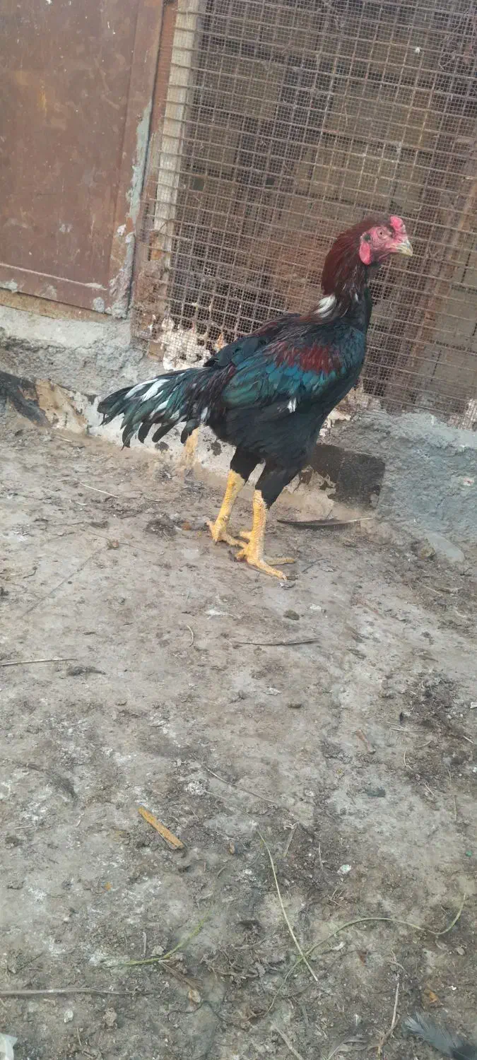 خروس فروشی|حیوانات مزرعه|بندرعباس, |دیوار