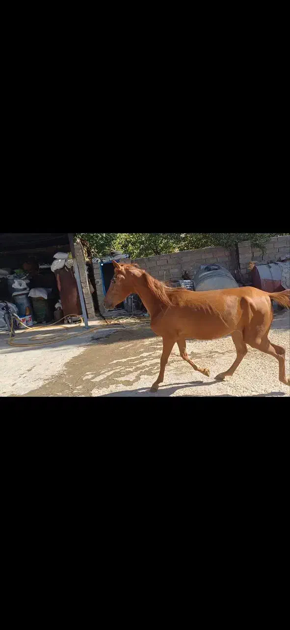 اسب کره مادیان فروشی کره طوفان خدادادی|اسب و تجهیزات اسبسواری|اسلامآباد غرب, |دیوار