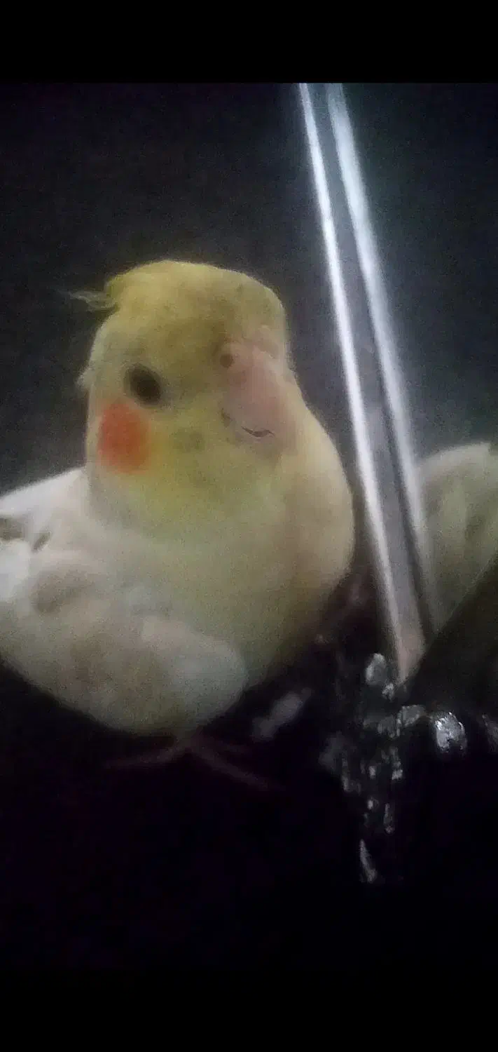 عروس هلندی گمشده به همراه مژدگانی|حیوانات|سبزوار, گلشن|دیوار