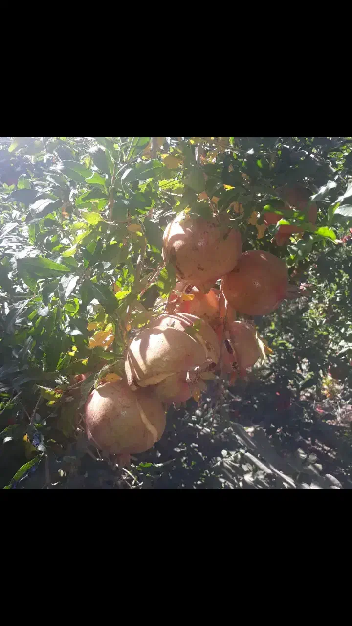 معاوضه باغ انار با پیش خرید خانه در منطقه ۱۴|پیشفروش املاک|قاهان, |دیوار